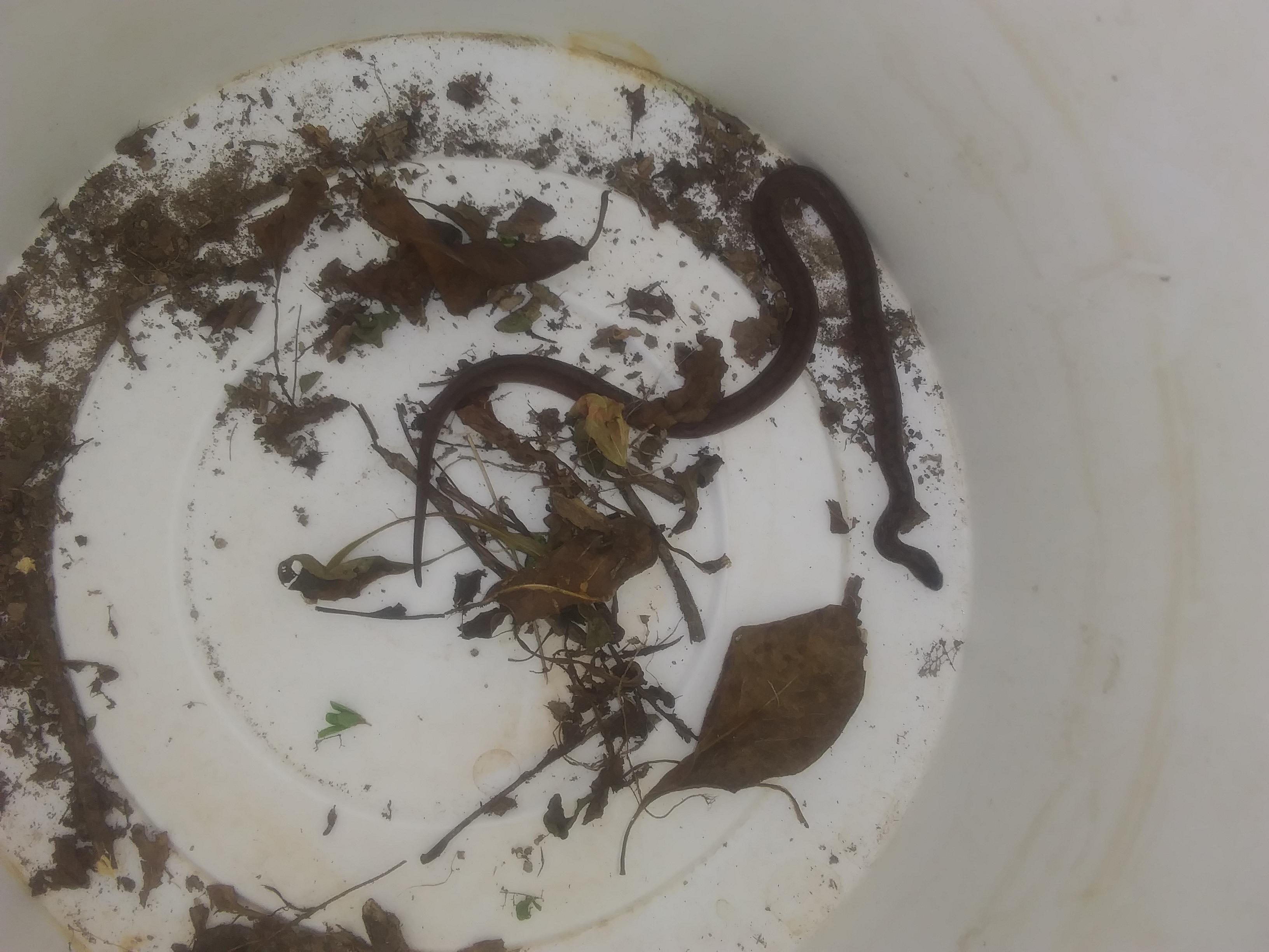 Image #1 from Flyingfrog75